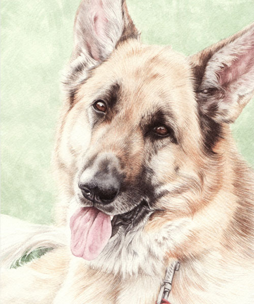 シェパード肖像画