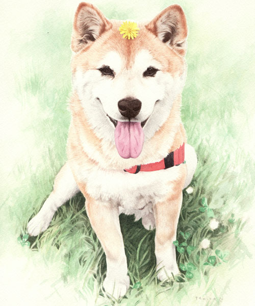 柴犬肖像画