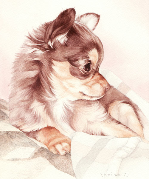 チワワ肖像画