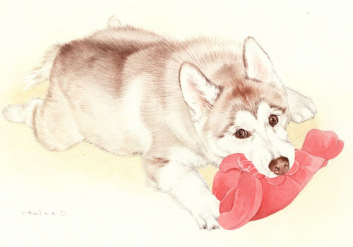 シベリアンハスキー肖像画