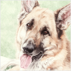 肖像画：シェパード(チェスターちゃん)