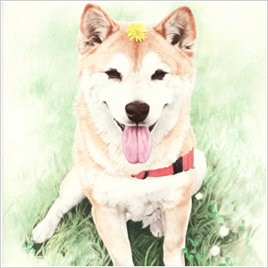 肖像画：柴犬(小夏ちゃん)