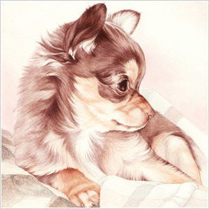 肖像画：チワワ(小梅ちゃん)